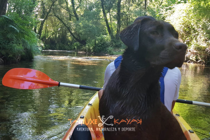 Perro montado en kayak por el río